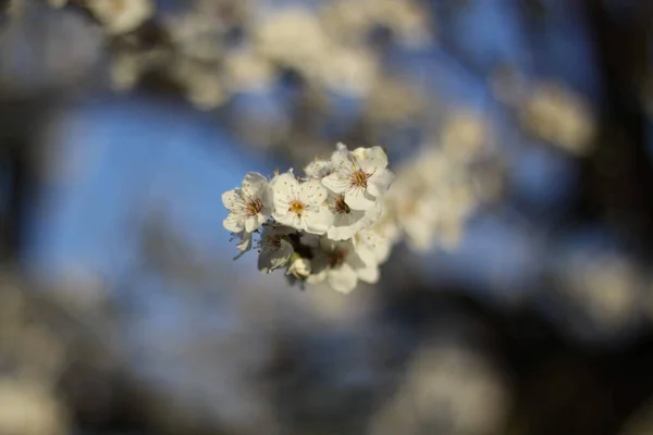 Gros Plan Fleurs Cerisier Blanc Sur Une Branche — Photo