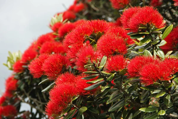 Metrosideros Excelsa Červený Květ Nového Zélandu — Stock fotografie