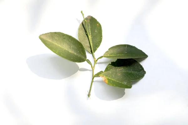 Tiro Ângulo Alto Algumas Pequenas Folhas Verdes Fundo Branco Com — Fotografia de Stock