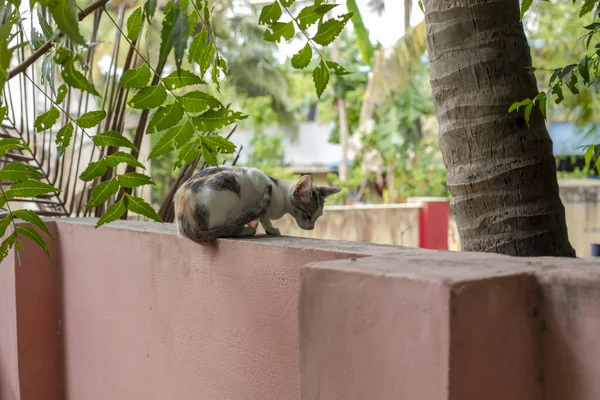 熱帯の木があるピンク色の滑らかな壁にカラフルな猫が立っていて それの隣に残します — ストック写真