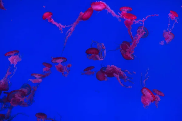 Pouco Água Viva Nadar Mar Azul Profundo — Fotografia de Stock