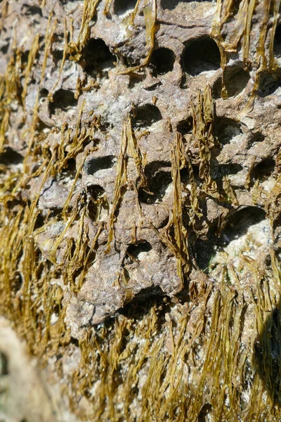 Een Verticaal Schot Van Een Mossige Natte Rots — Stockfoto