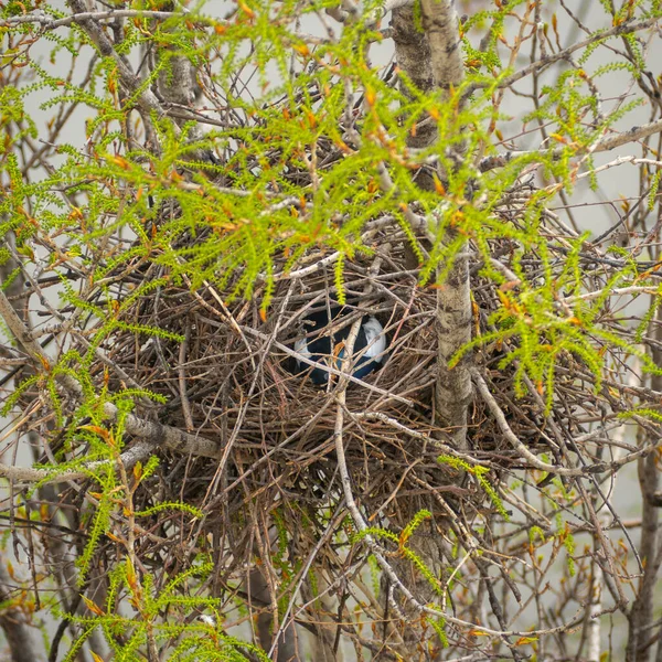 Eine Nahaufnahme Eines Vogelnestes Das Mit Ästen Einem Baum Bedeckt — Stockfoto