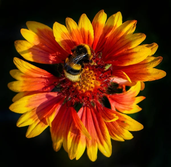 Górny Wgląd Trzmiela Wielobarwnym Kwiatku — Zdjęcie stockowe