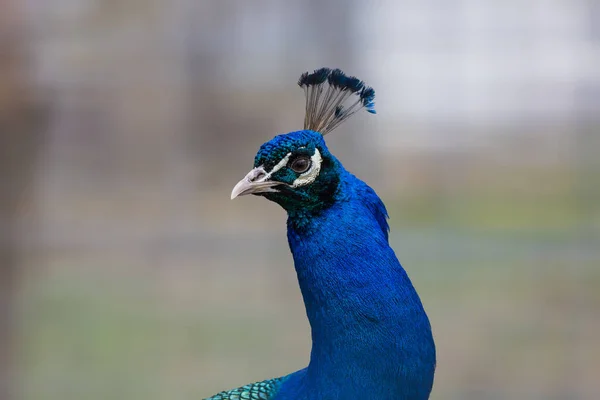 美しい孔雀の頭の浅い焦点 — ストック写真