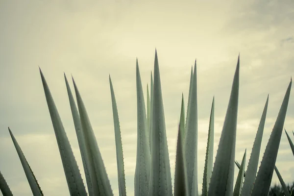 Güneşin Altındaki Bir Tarlaya Yakın Çekim Tekila Meksika Bulutlu Bir — Stok fotoğraf
