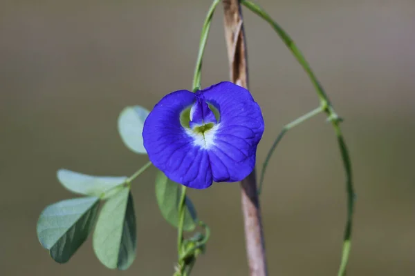 Gros Plan Une Plante Fleurs Bleuet Sur Fond Brun — Photo