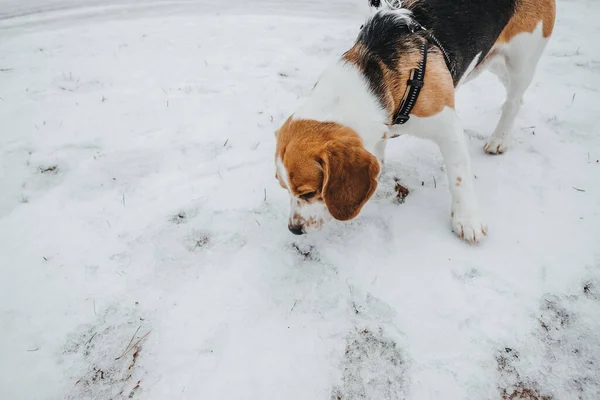 Güzel Bir Beagle Köpeği Gündüz Vakti Kış Ormanlarında Yürür — Stok fotoğraf