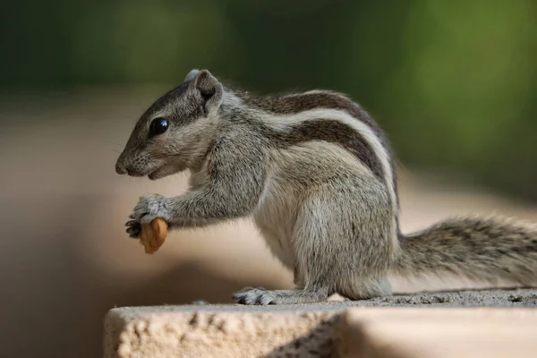 Eine Selektive Fokusaufnahme Eines Entzückenden Grauhörnchens Freien Bei Tageslicht — Stockfoto