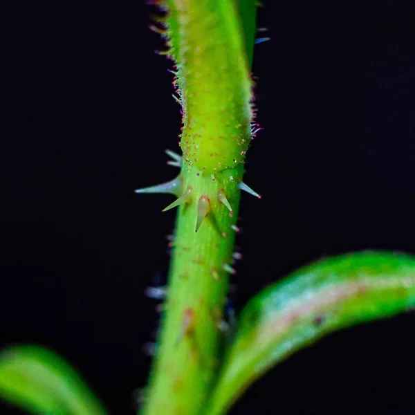 Primer Plano Tallo Espinoso Verde Aislado Sobre Fondo Negro — Foto de Stock