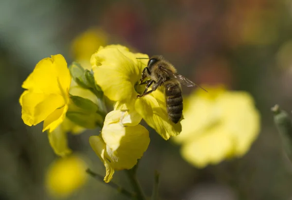 Enfoque Selectivo Abeja Sorbiendo Néctar Una Flor Amarilla Jardín — Foto de Stock