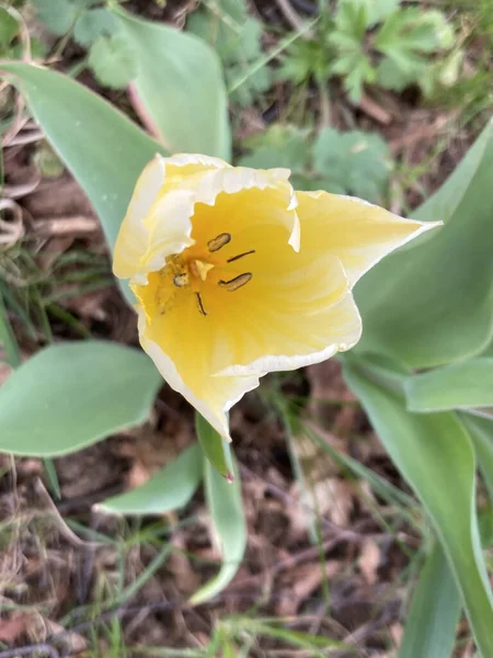 Foco Seletivo Uma Flor Amarela Brilhante — Fotografia de Stock