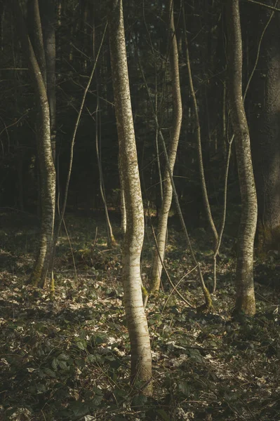 Uma Bela Vista Das Árvores Floresta Sob Luz Sol — Fotografia de Stock