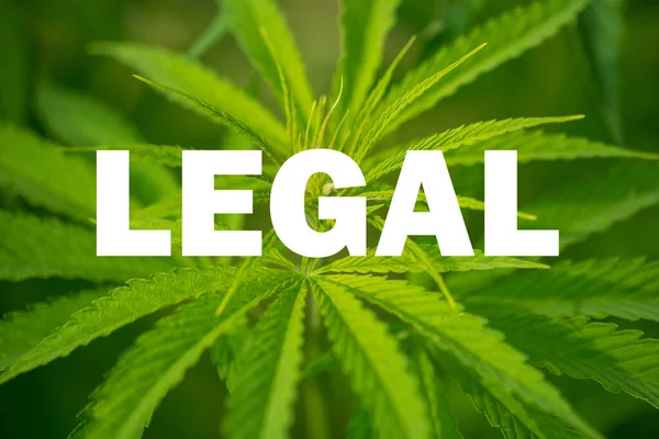 Zelené Konopí Slovem Legální Popředí Koncept Legalizace Marihuany — Stock fotografie