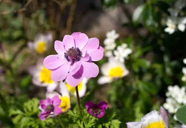 Uma Bela Foto Flores Anemone Jardim — Fotografia de Stock