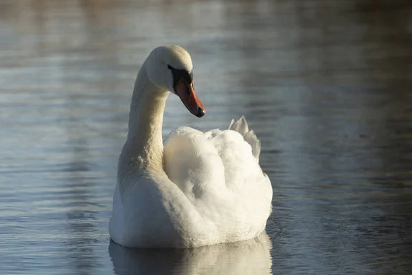 Krásný Výhled Bílou Labuť Plovoucí Hladině Vody Parku Slunečného Dne — Stock fotografie