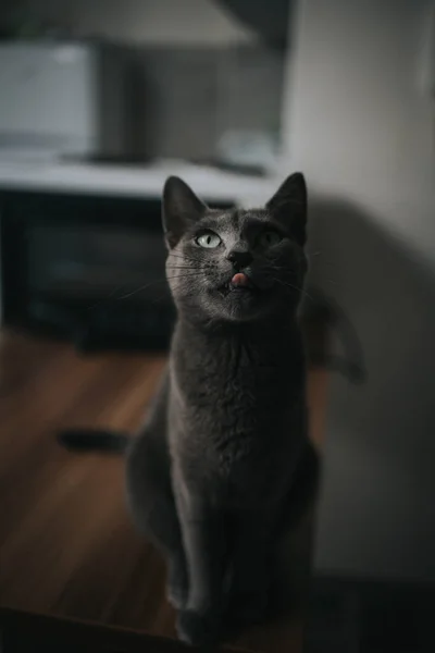 台所のテーブルの上に座っている灰色の空腹の猫のクローズアップショット — ストック写真
