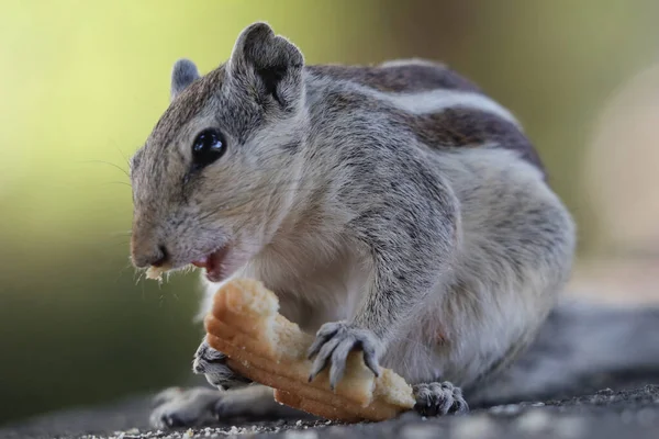 Nahaufnahme Eines Indischen Palmenhörnchens Funambulus Palmarum Das Einen Keks Mit — Stockfoto