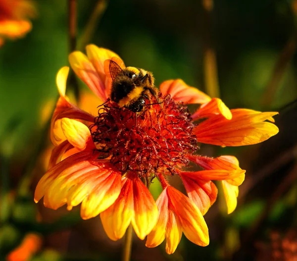 Een Closeup Shot Van Een Hommel Een Veelkleurige Bloem — Stockfoto