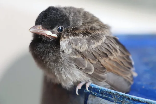 Een Closeup Van Een Schattige Baby Bulbul Vogel — Stockfoto