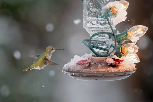 Colibrí Volando Hacia Una Lámpara Cubierta Nieve Escena Invierno Bosque —  Fotos de Stock