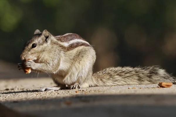 Nahaufnahme Eines Eichhörnchens Das Keks Auf Einer Betonoberfläche Frisst — Stockfoto