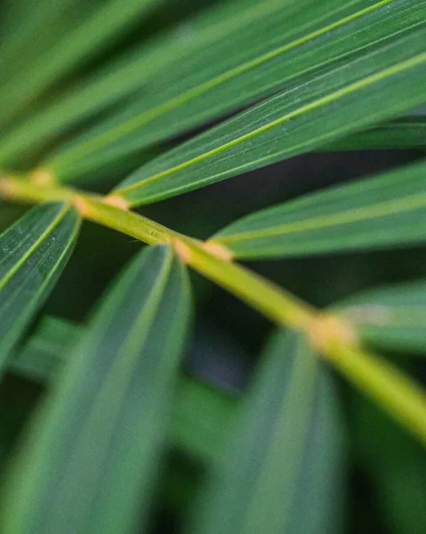 Primer Plano Las Hojas Verdes Crecimiento Una Planta — Foto de Stock