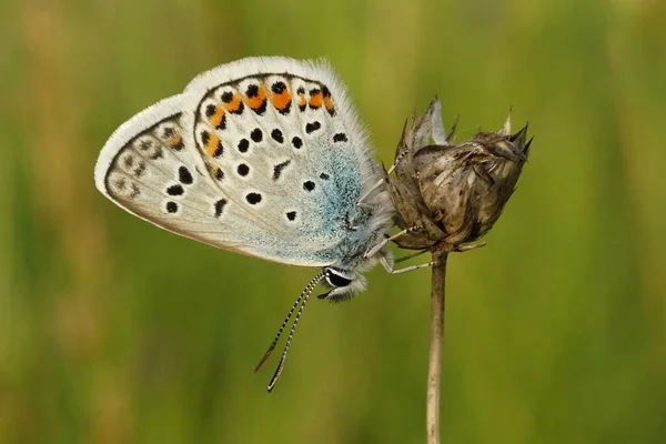 Closeup Shot Silver Studded Blue Butterfly Plebejus Argus Plant — ストック写真