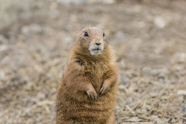 Een Oppervlakkige Focus Van Een Prairiehond Zijn Habitat — Stockfoto