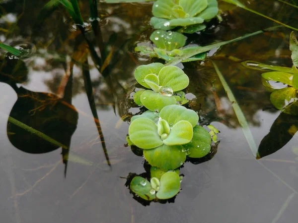 公園内の湖の緑の水レタスの植物の閉鎖 — ストック写真