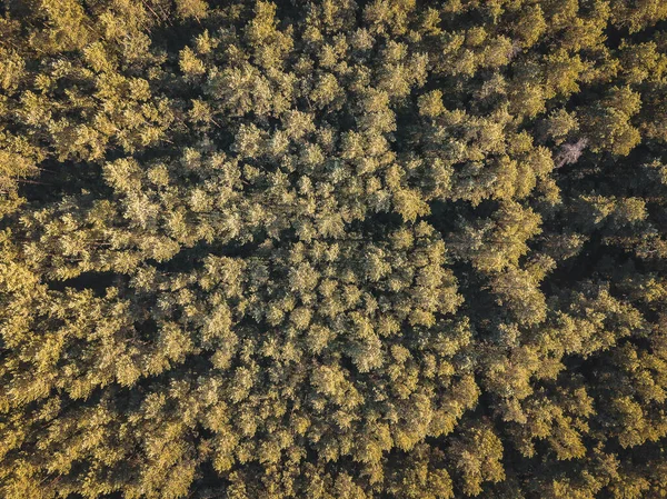Μια Όμορφη Εναέρια Άποψη Των Δέντρων Στο Δάσος Μια Ηλιόλουστη — Φωτογραφία Αρχείου