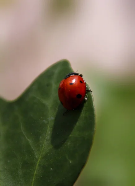 Plan Vertical Une Coccinelle Mignonne Sur Une Feuille — Photo