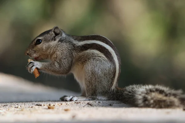 Gros Plan Écureuil Mangeant Des Biscuits Sur Une Surface Béton — Photo