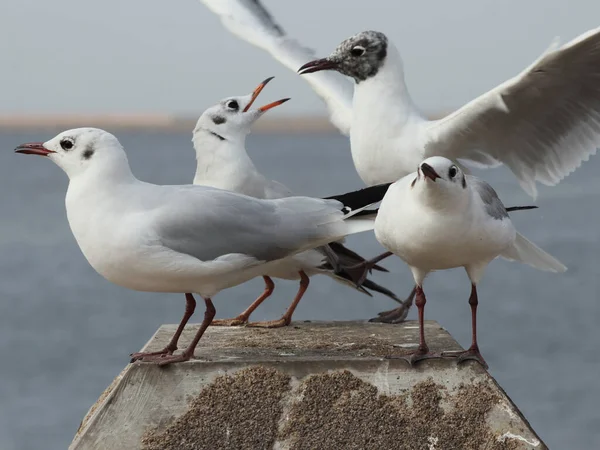 Closeup Seagulls Blurred Background Ocean — Stock Photo, Image