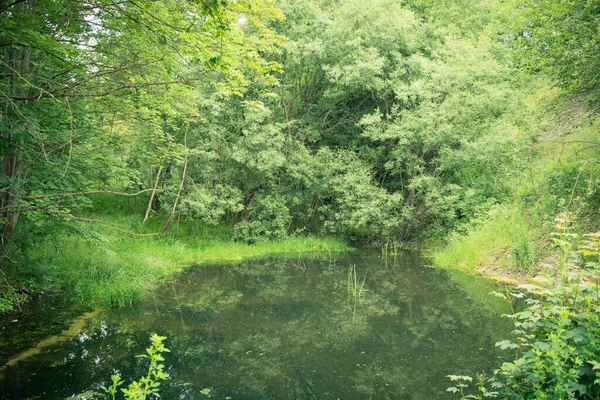 Uno Stagno Boschivo Coperto Una Fitta Vegetazione — Foto Stock