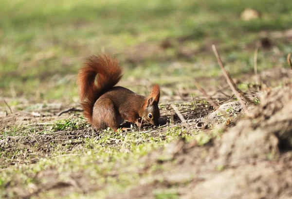 Closeup Shot Cute Red Squirrel Ground — Stock Photo, Image