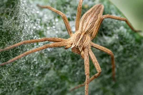 Une Toile Araignée Pépinière Sur Une Plante Verte Recouverte Toile — Photo