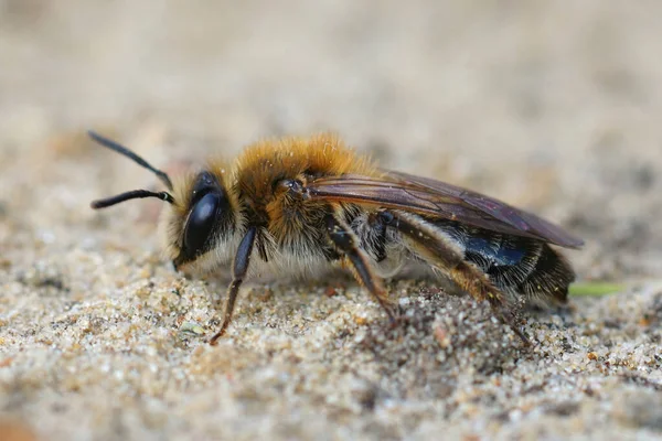 Närbild Kvinnlig Mellow Miner Andrena Mitis Sandig Jord — Stockfoto