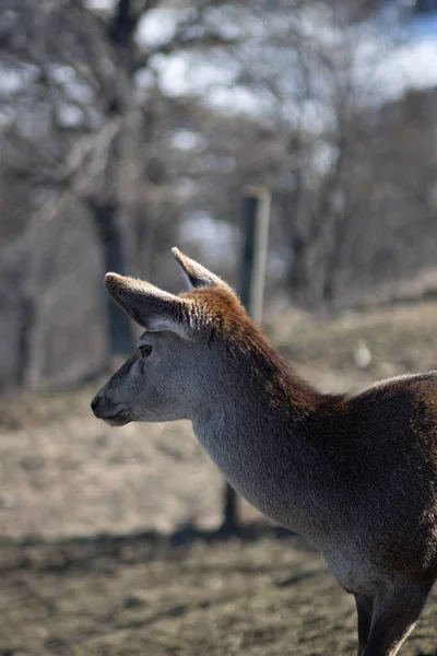若いラバの鹿のショット — ストック写真