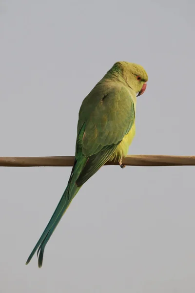 Disparo Vertical Loro Verde Posado Sobre Poste Madera — Foto de Stock