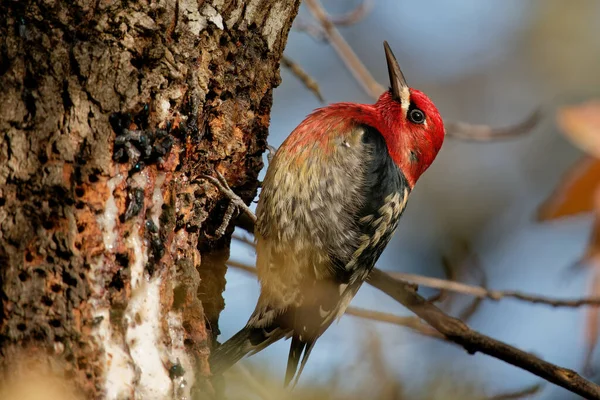 Gros Plan Oiseau Rouge Avec Des Plumes Brunes Noires Debout — Photo