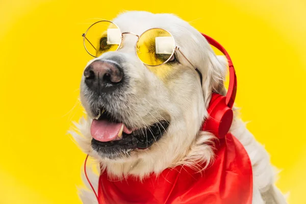 Retrato Engraçado Golden Retriever Com Fones Ouvido Óculos Sol Contra — Fotografia de Stock