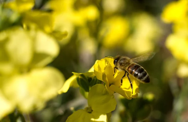 Eine Selektive Fokusaufnahme Von Bienen Die Nektar Aus Einer Gelben — Stockfoto