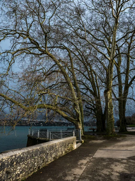 Grandes Árvores Nuas Por Leman Lago Suíça Luz Alto Contraste — Fotografia de Stock
