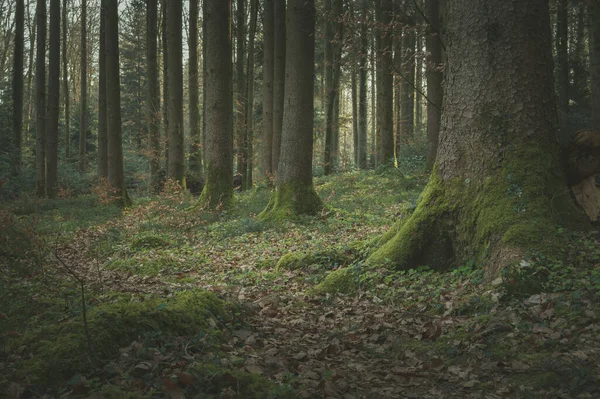 Uma Bela Vista Árvores Altas Floresta — Fotografia de Stock