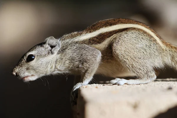 Primer Plano Una Ardilla Tratando Saltar Desde Una Superficie Hormigón — Foto de Stock