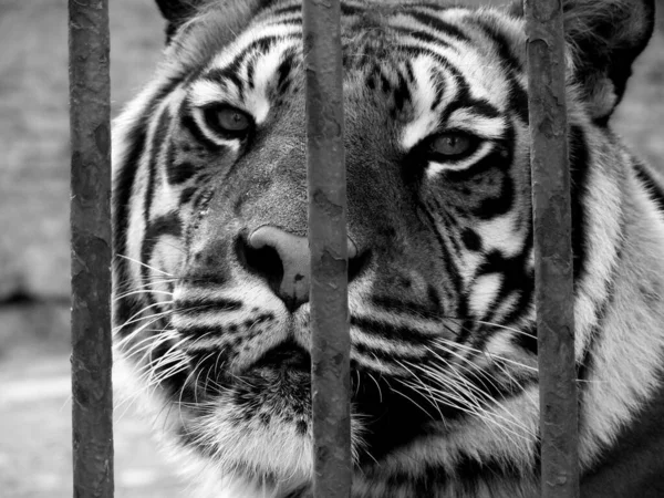 Сірий Знімок Тигра Кліткою — стокове фото