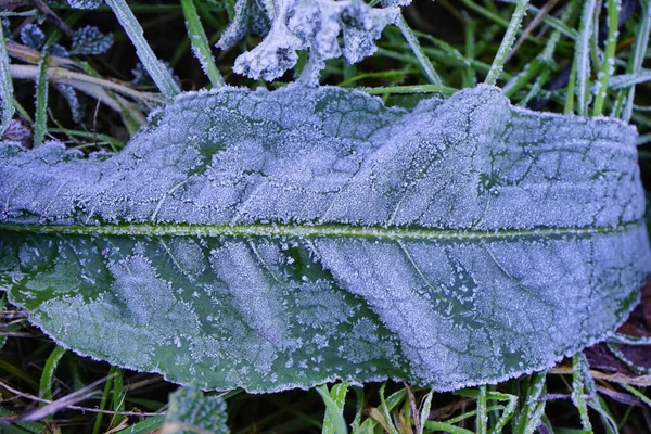 粉状霉菌病叶片的顶部视图 — 图库照片