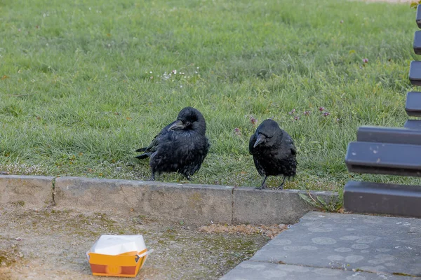Selective Focus Shot Two Ravens Green Grass — Stock Photo, Image