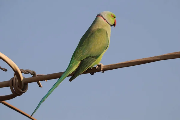 Selective Focus Shot Rose Ringed Parakeet Perched Outdoors — Stock Photo, Image